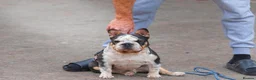 French Bulldog dogs for sale: STUNNING FLUFFY FRENCH BULLDOGS  in Cambridge - Advert 14