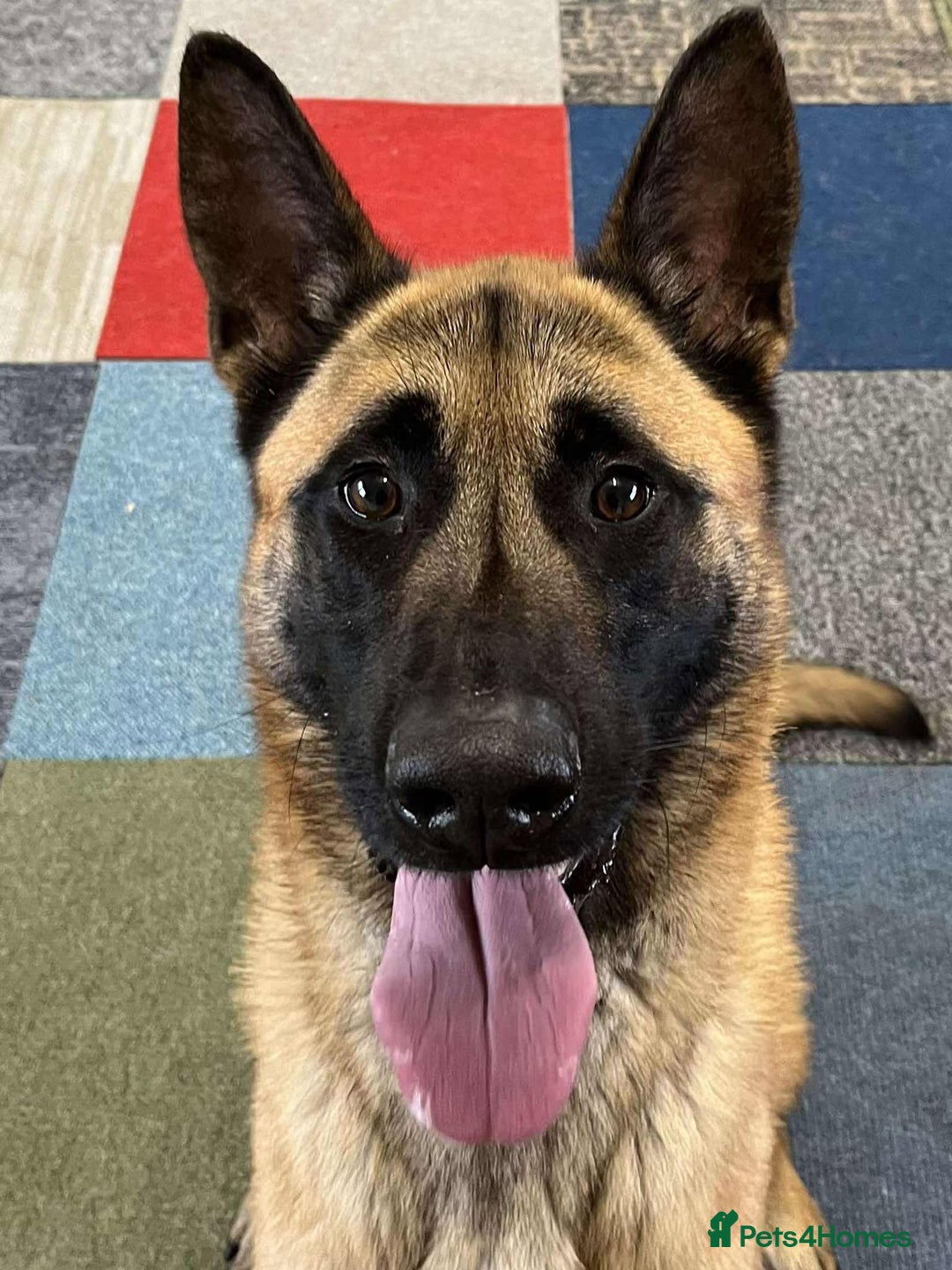 Mixed Breed dogs for adoption: Handsome CEDRIC - Advert 13