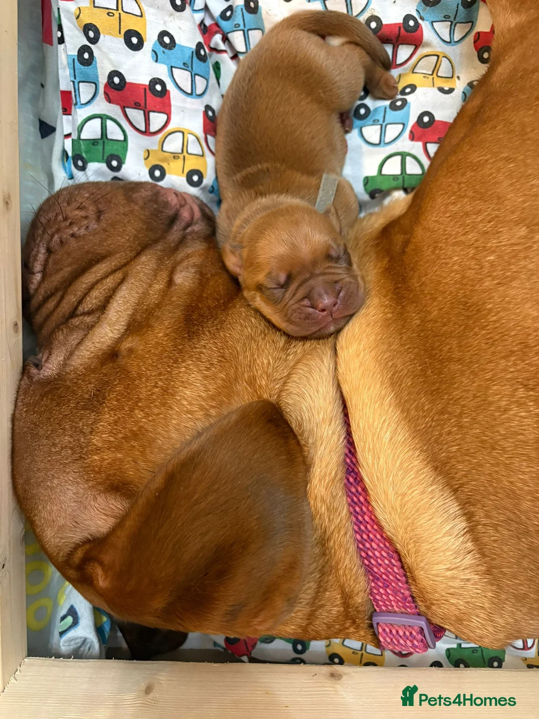 Dogue De Bordeaux dogs for sale: Outstanding Dogue de Bordeaux girls in Burnley - Advert 10