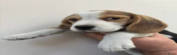 Beagle dogs for sale: KC registered Beagle puppies  - Advert 23
