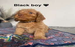 Cockapoo dogs for sale: Cockapoo  - Image 14