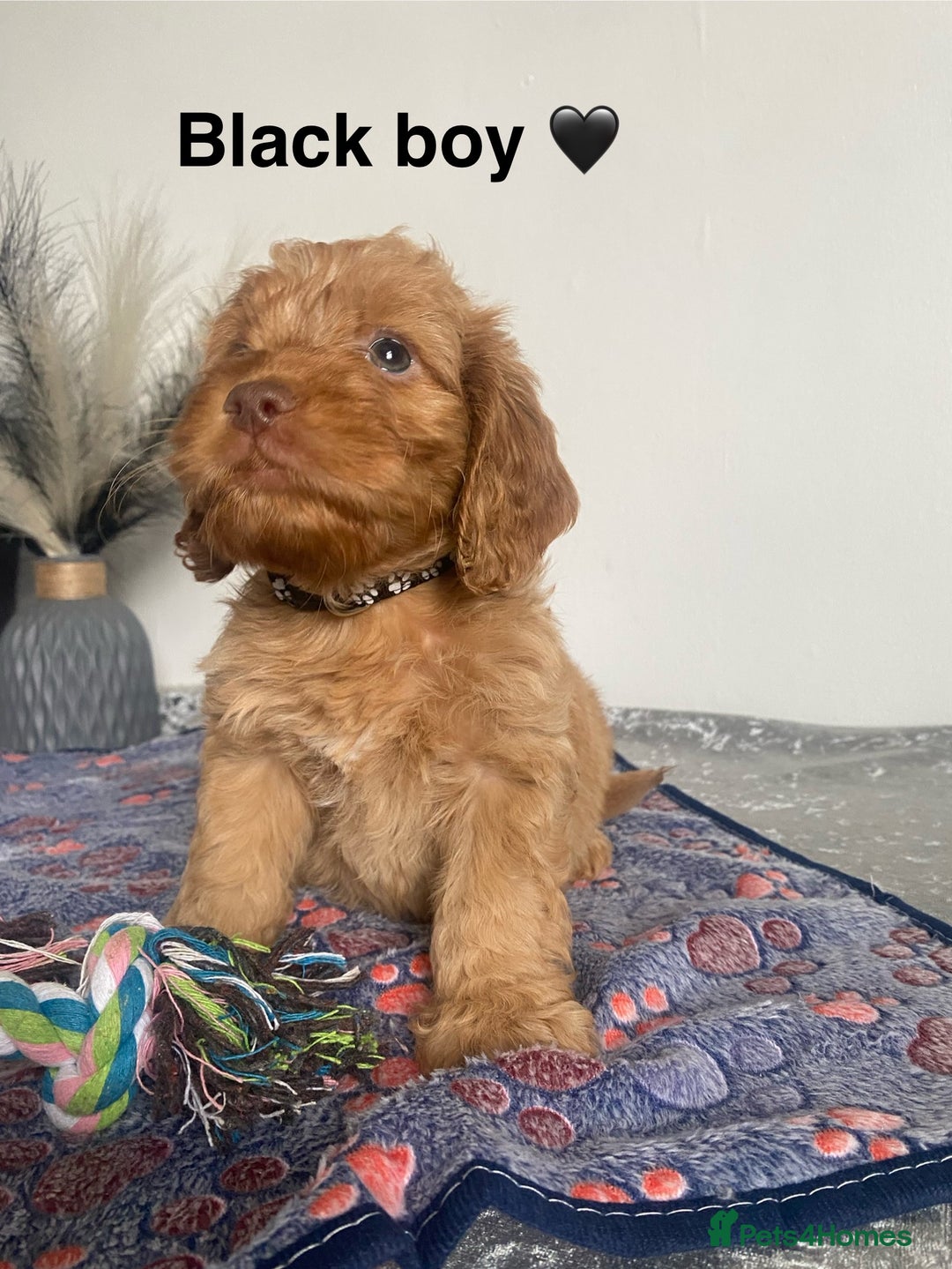 Cockapoo dogs for sale: Cockapoo  - Image 14