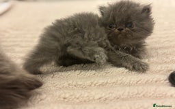 Persian cats for sale: GCCF SOLID BLUE PERSIAN PRINCESSES  - Image 5