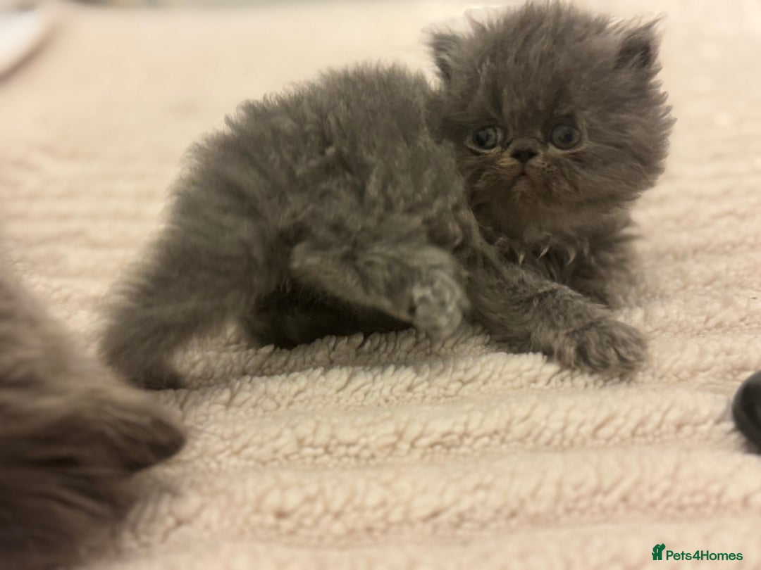 Persian cats for sale: GCCF SOLID BLUE PERSIAN PRINCESSES  - Image 5