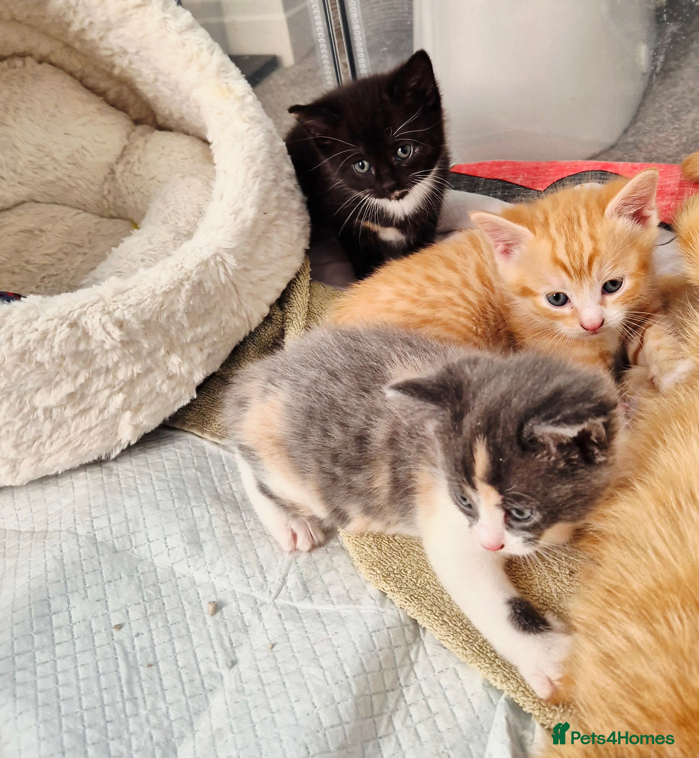 Mixed Breed cats Adorable Trio of Kittens Ready for Loving Homes 🐾 - Advert 1