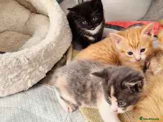 Mixed Breed cats Adorable Trio of Kittens Ready for Loving Homes 🐾 - Advert 1