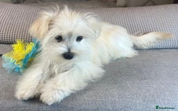 Maltese dogs for sale: Perfect, sweet, petite and handsome young man  - Image 4