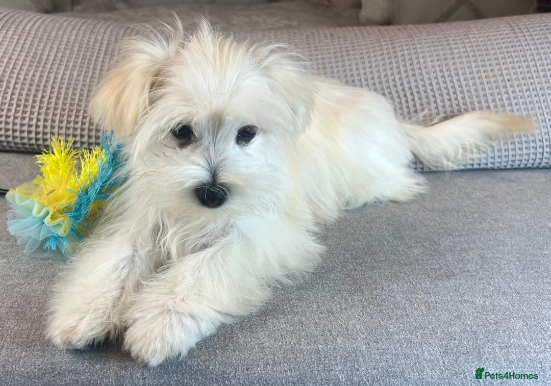Maltese dogs for sale: Perfect, sweet, petite and handsome young man  - Image 4