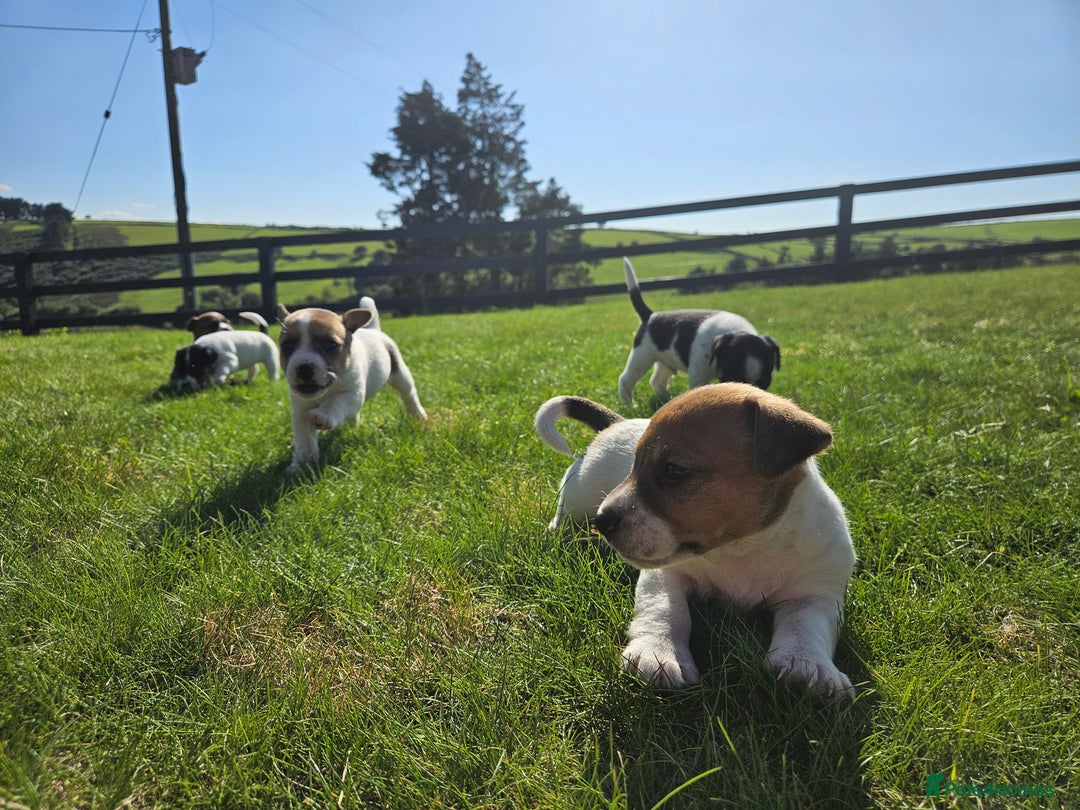 Jack Russell dogs for sale: Traditional Jack Russell Puppies - Image 8