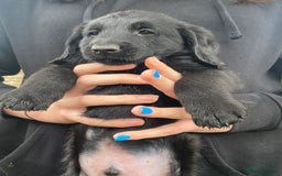 Aussiedoodle dogs for sale: Gorgeous Aussie Doodle Pups - Image 34