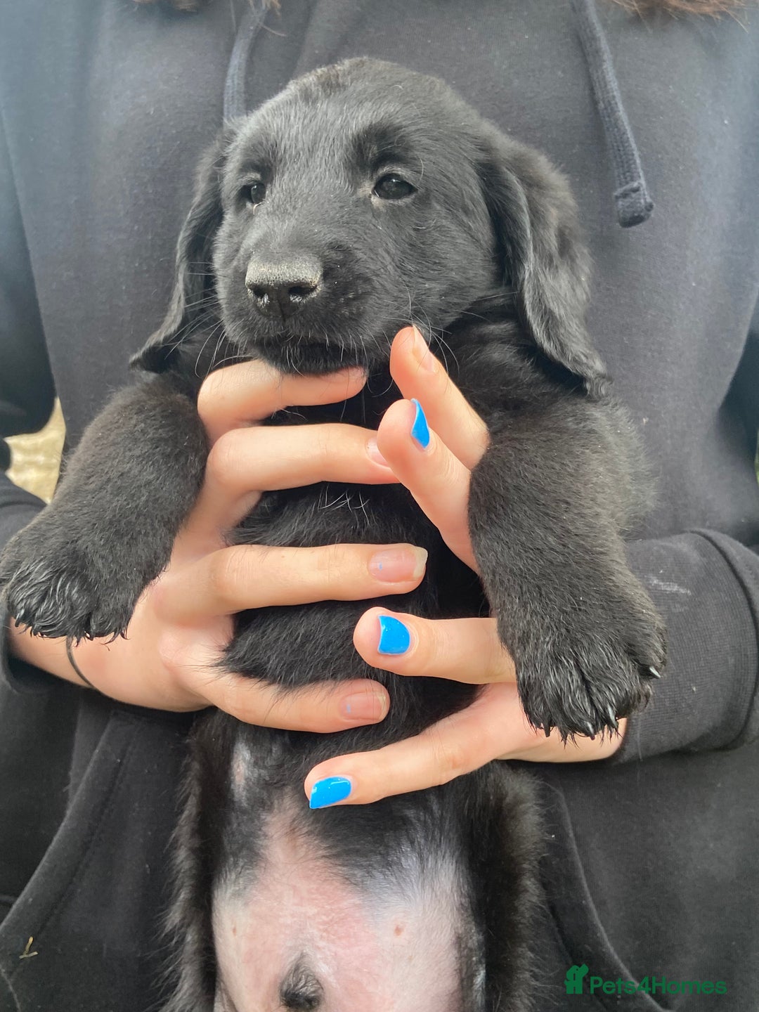 Aussiedoodle dogs for sale: Gorgeous Aussie Doodle Pups - Image 34