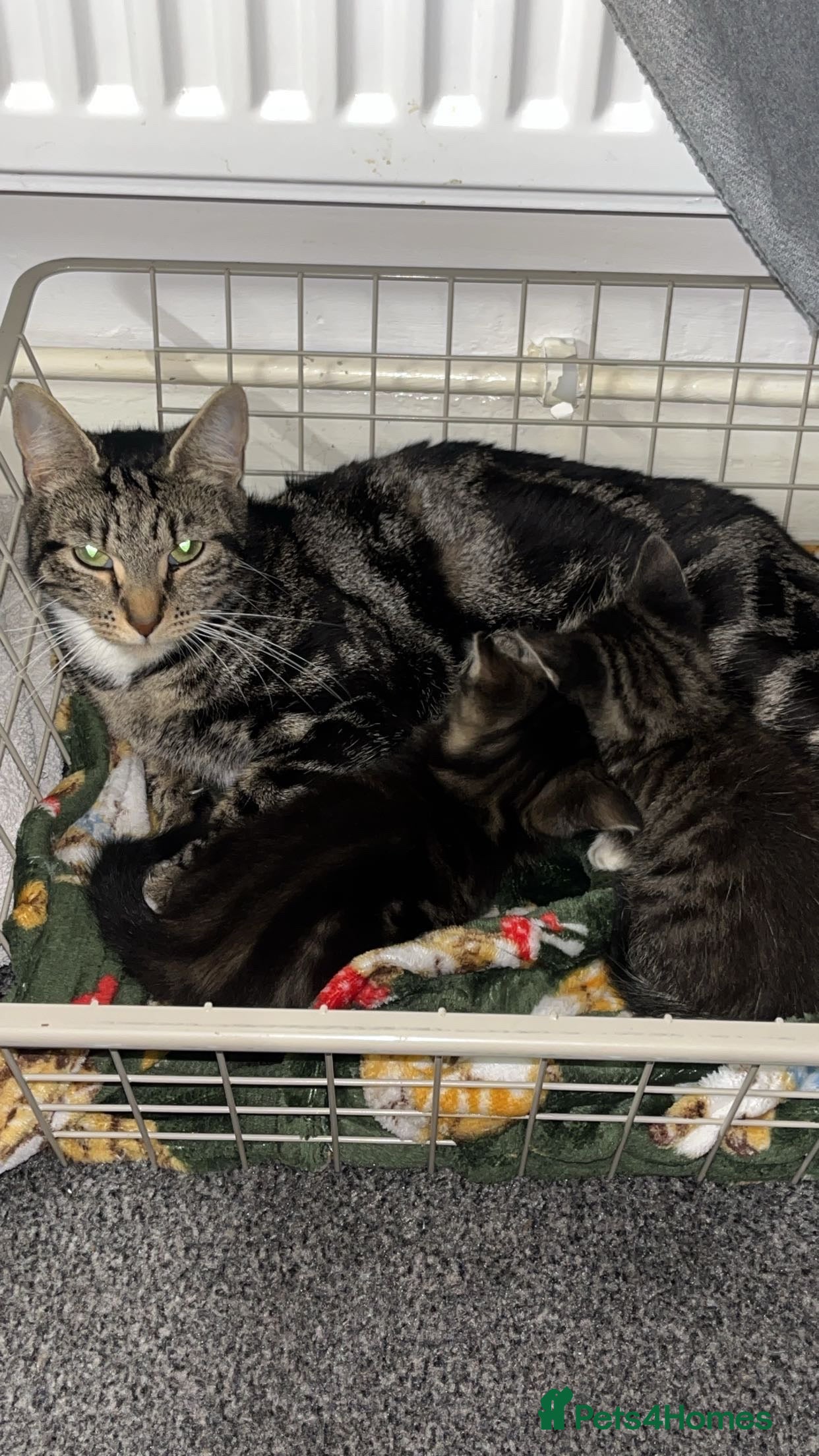 Mixed Breed cats 2 Female Kittens - Advert 1