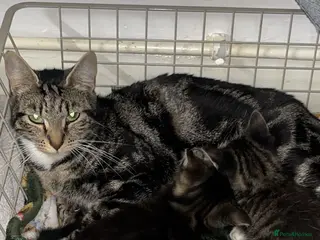 Mixed Breed cats 2 Female Kittens - Advert 17