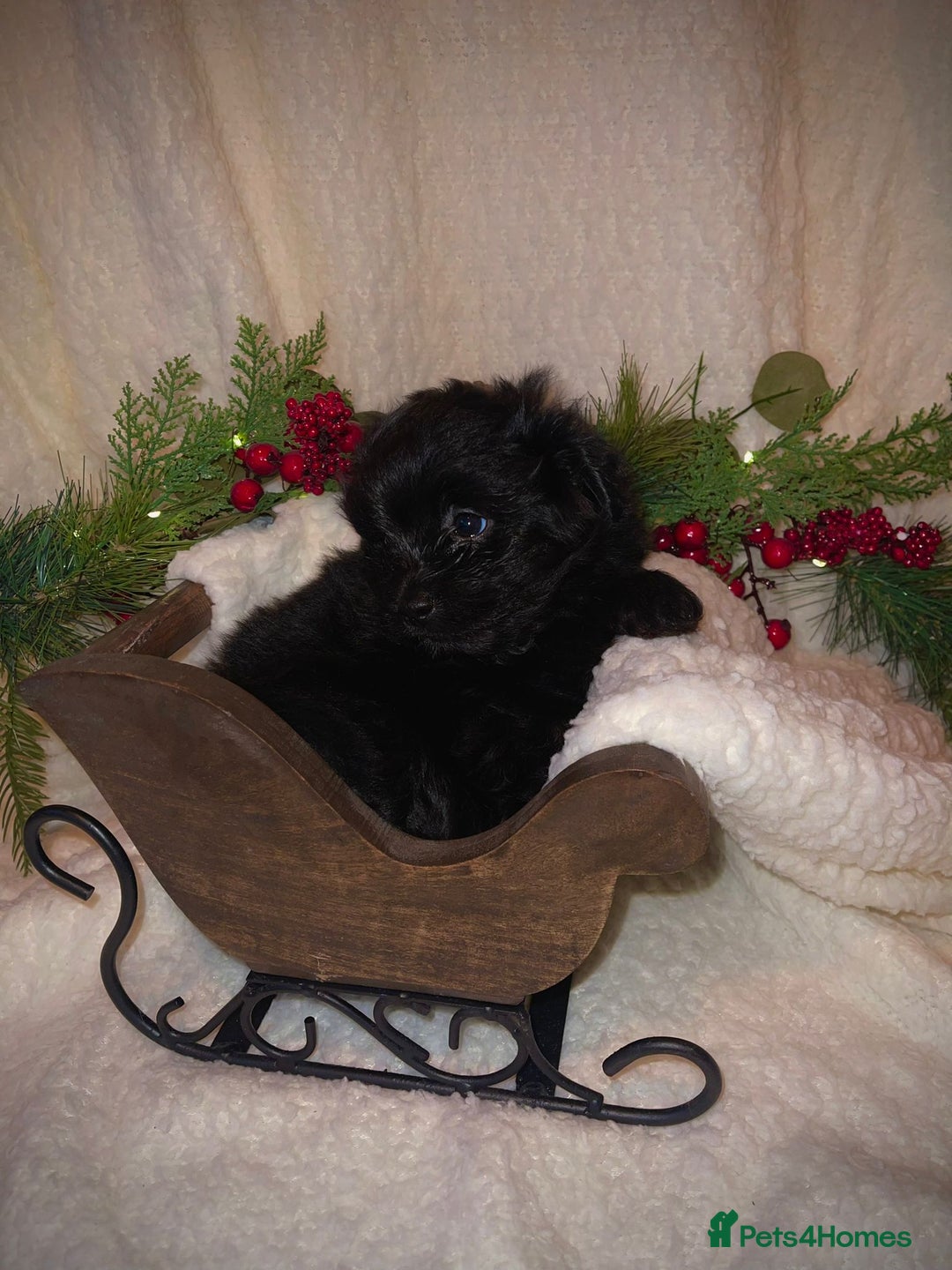 Mixed Breed dogs for sale: LaPom pups for sale Belfast - Advert 12