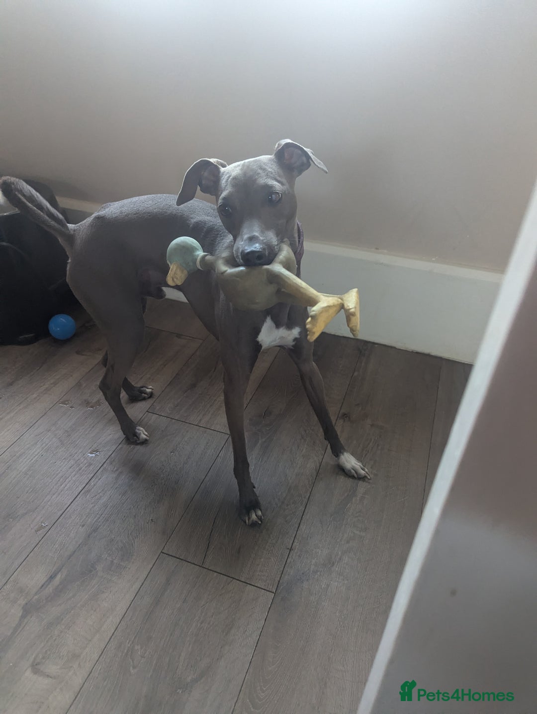 Italian Greyhound dogs for stud: Italian greyhound stud dog (proven) in Leeds - Advert 2