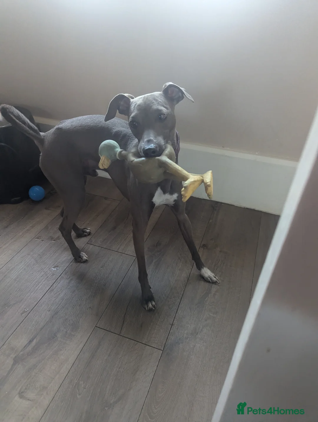 Italian Greyhound dogs for stud: Italian greyhound stud dog (proven) in Leeds - Advert 2