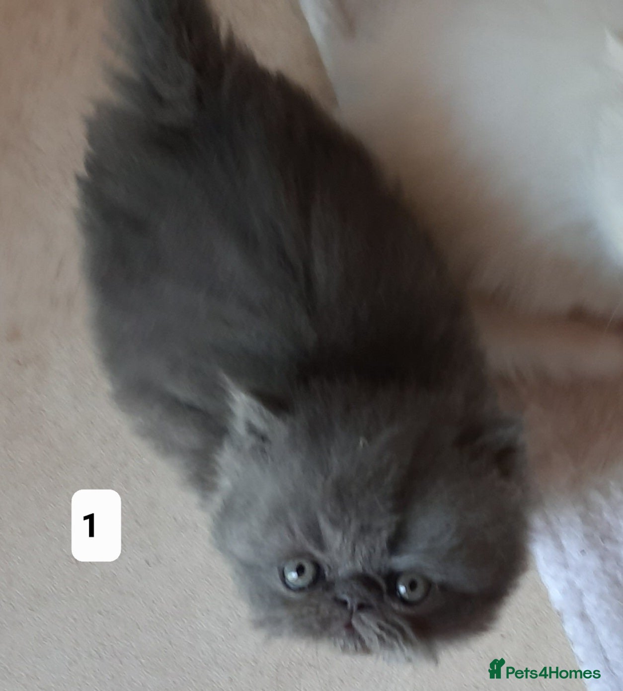 Persian cats GCCF Registered Persian kittens  - Advert 4