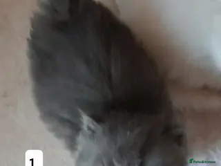 Persian cats GCCF Registered Persian kittens - Advert 4