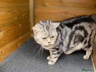 British Shorthair cats British Shorthair - Advert 5