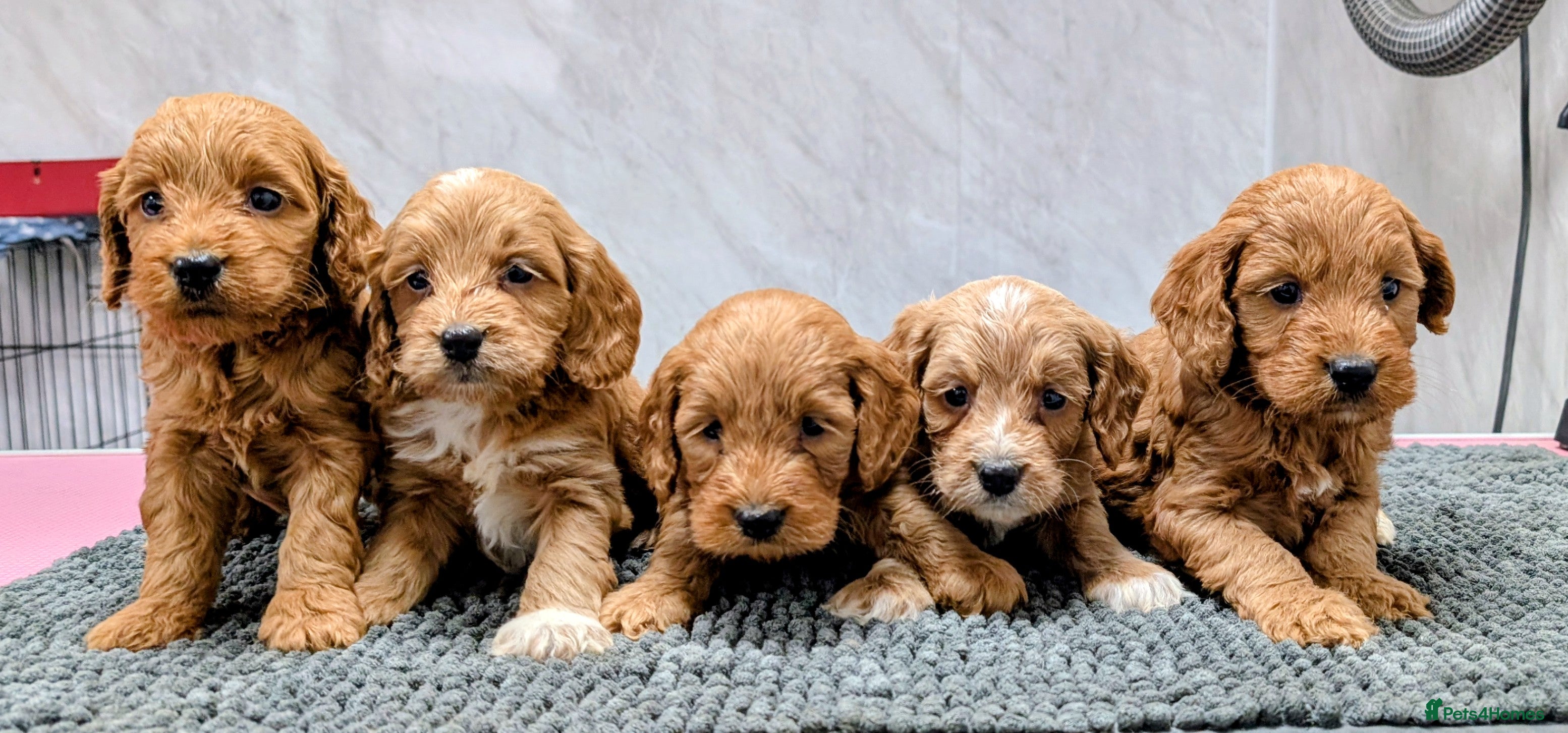 Cockapoo dogs Licensed breeder, health tested F1 cockapoo pups - Advert 1