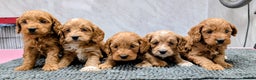 Cockapoo dogs for sale: Licensed breeder, health tested F1 cockapoo pups - Advert 1