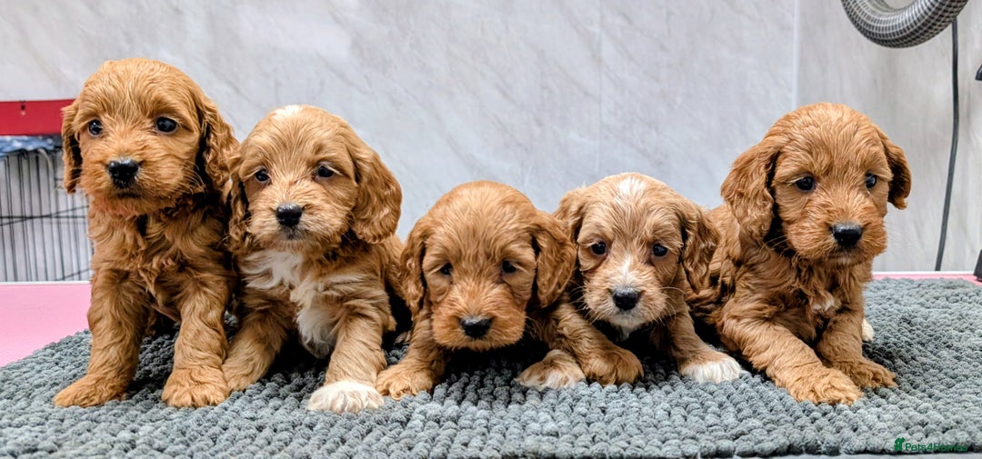 Cockapoo dogs for sale: Licensed breeder, health tested F1 cockapoo pups - Advert 1