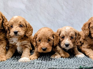 Cockapoo dogs Licensed breeder, health tested F1 cockapoo pups - Advert 6