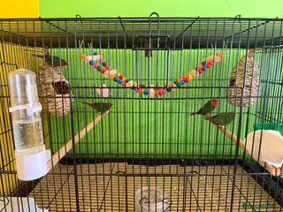 Finches birds Different types of finches £550 the lot!!! - Advert 1