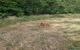 Mixed Breed dogs for sale: Bonnie - Image 4