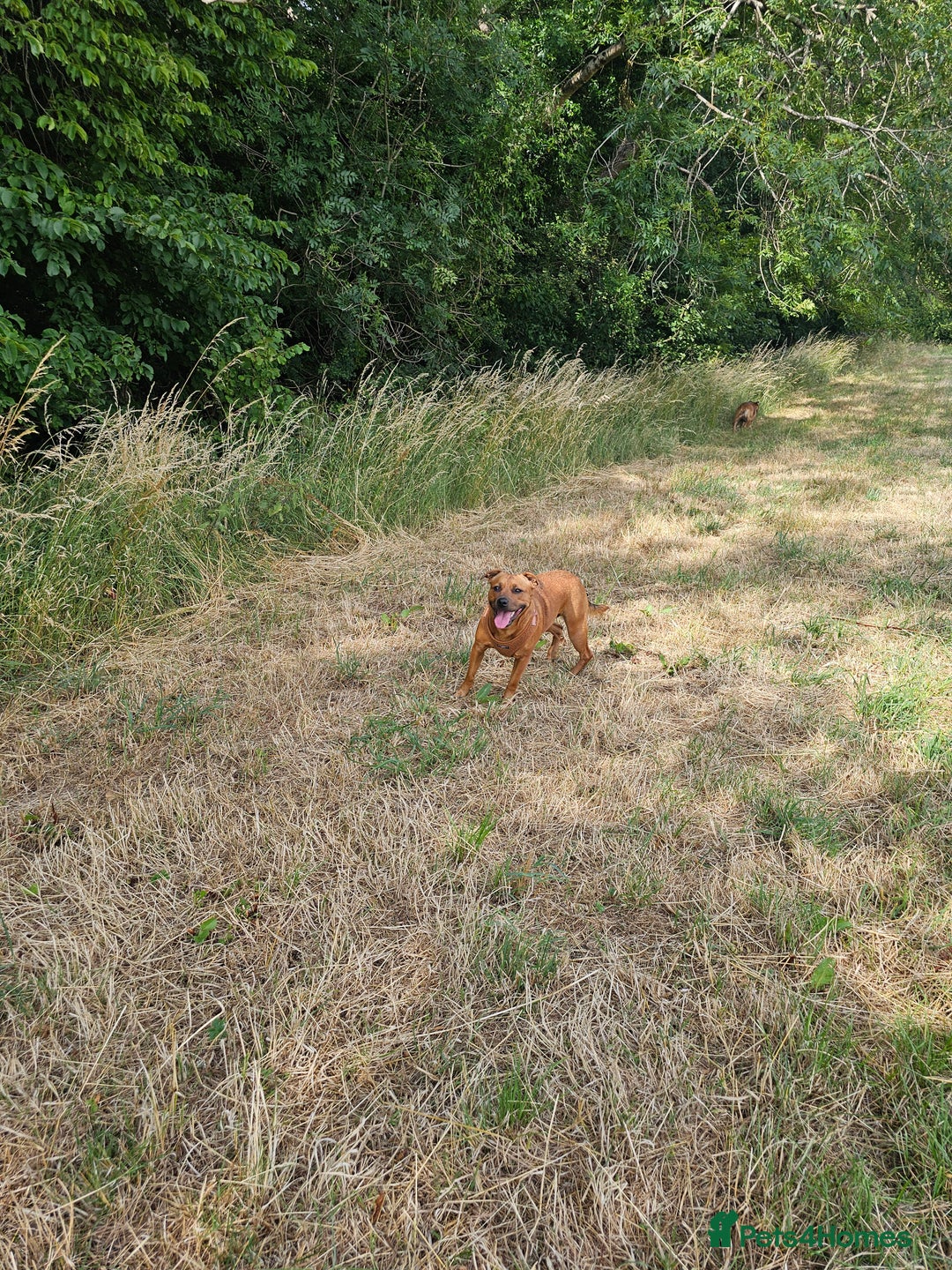 Mixed Breed dogs for sale: Bonnie - Image 4