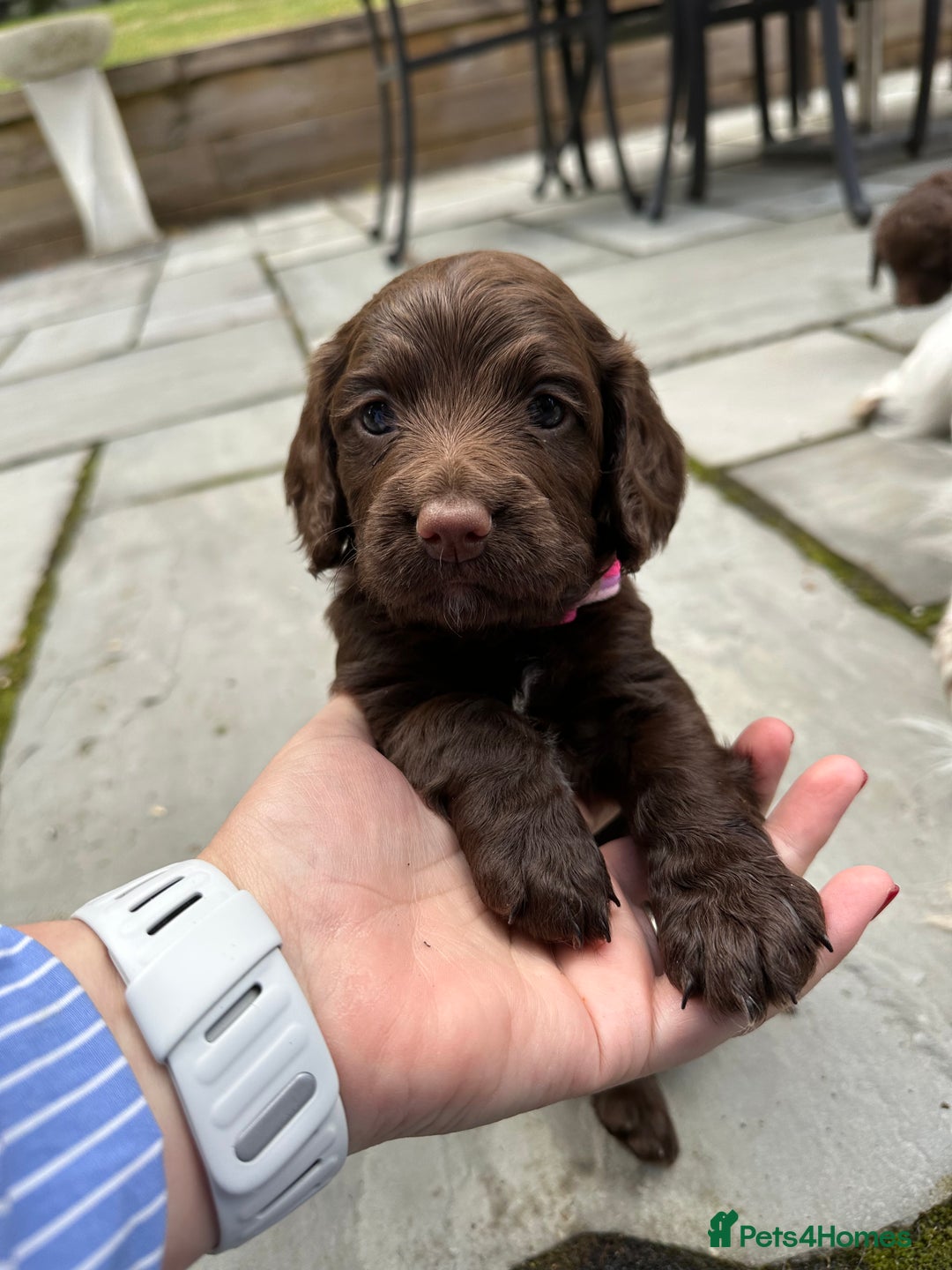 Sprocker dogs for sale: Adorable Sprocker Spaniel Puppies Ready 22nd Sept - Image 10