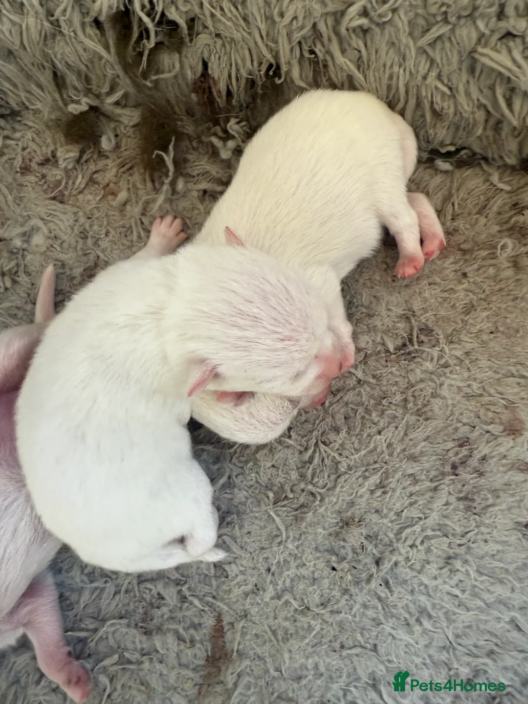 Pomeranian dogs for stud: Pierre stunning white TINY teddy Pom STUD ONLY in Romford - Advert 13