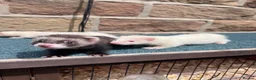 Ferret rodents for sale:     Lovely Ferret Trios Looking for New Homes - Advert 3