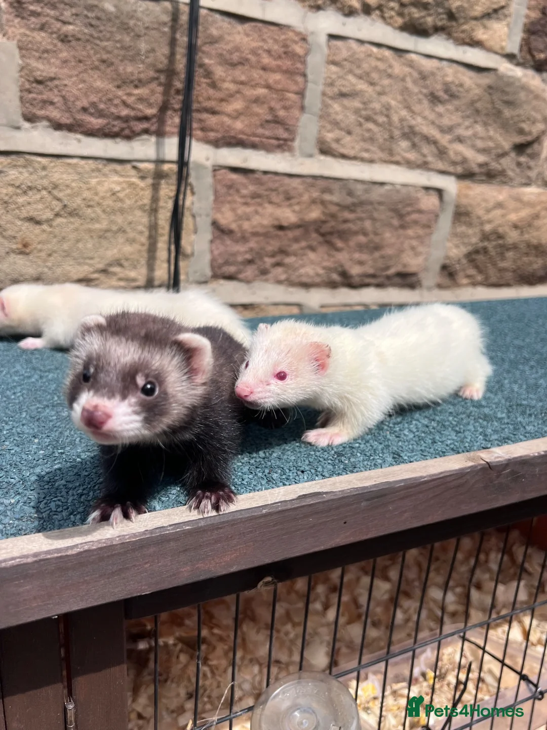 Ferret rodents for sale:     Lovely Ferret Trios Looking for New Homes - Advert 3
