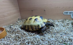 Tortoise reptiles for sale:  Horsefield Tortoise and Full Vivarium Set Up  - Image 1