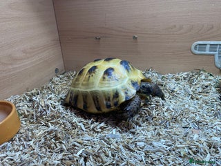 Tortoise reptiles - Advert 5