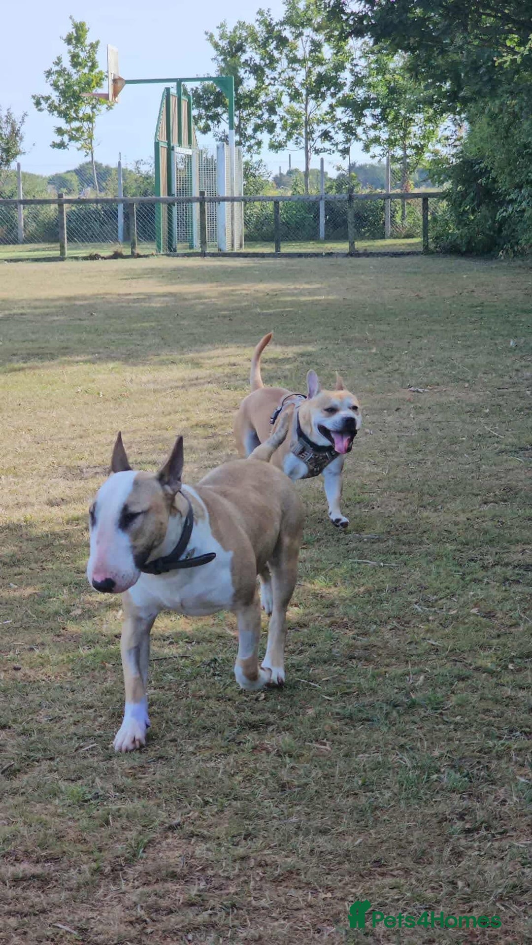 English Bull Terrier dogs for adoption: FOR ADOPTION - BRUCE - BOGNOR REGIS - Image 6