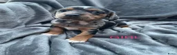Jackshund dogs for sale: 8 beautiful miniature Jack Russell’s  - Advert 12