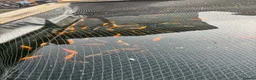 Koi Carp fish for sale: Koi carp - Advert 3