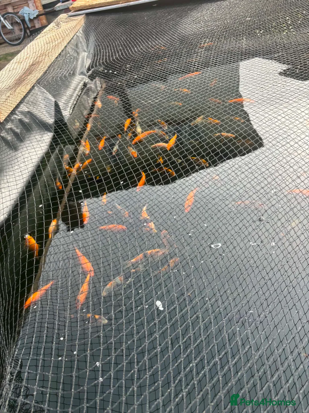 Koi Carp fish for sale: Koi carp - Advert 3