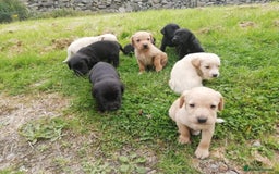 Cockerdor dogs for sale: Gorgeous cockador Puppies - Image 1