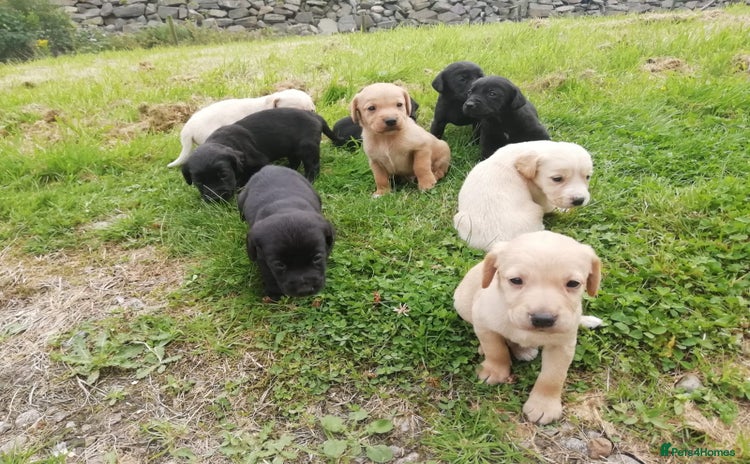 Cockerdor dogs - Advert 5