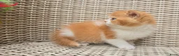 British Shorthair cats for sale: Stunning British Shorthair Kittens  - Advert 14
