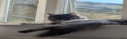 Maine Coon cats for sale: Stunning Blue/Black Smoke Maine Coon Stud TICA Act - Advert 2