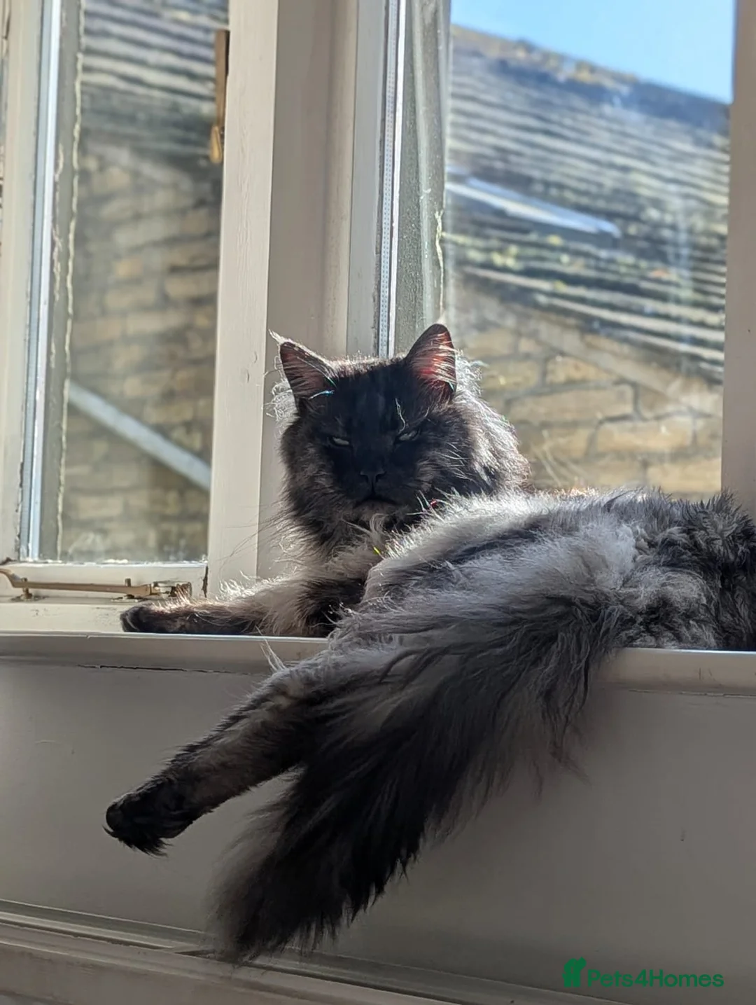 Maine Coon cats for sale: Stunning Blue/Black Smoke Maine Coon Stud TICA Act - Advert 2