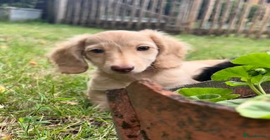 Miniature Dachshund dogs - Advert 5