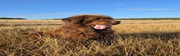 Newfoundland dogs for stud: Brown kc registered newfoundland  in Alcester - Advert 4