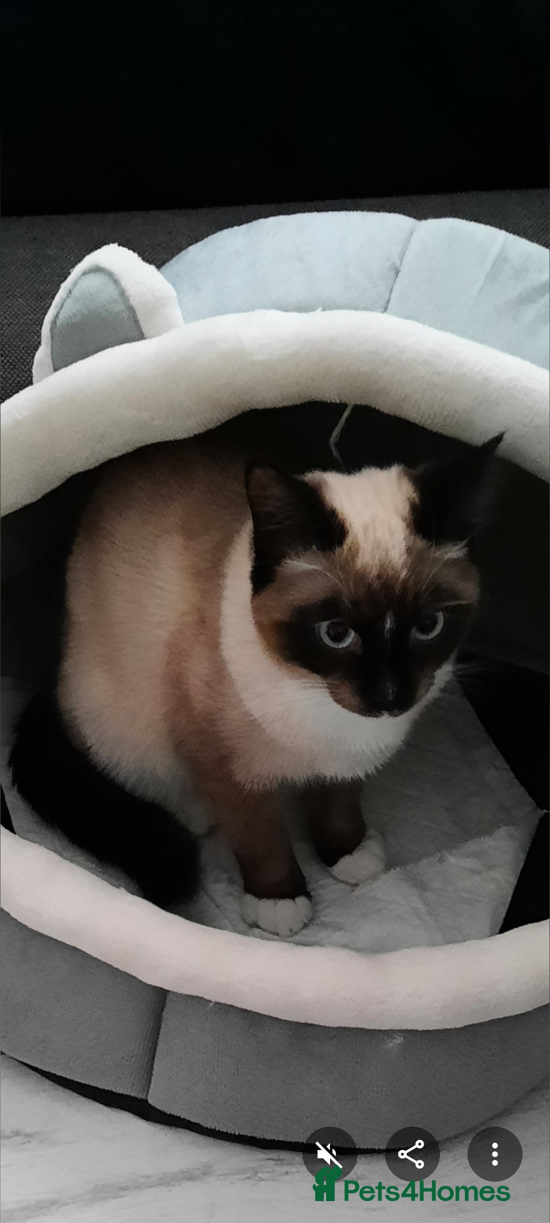 Mixed Breed cats for sale: Ragdoll x Persian  - Advert 11