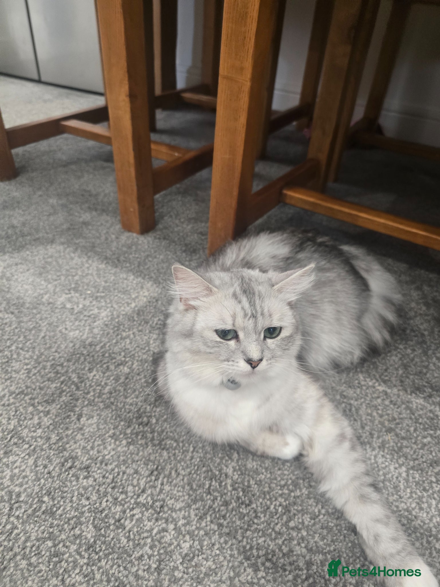 Ragdoll cats Ragdoll x persian kittens  - Advert 1