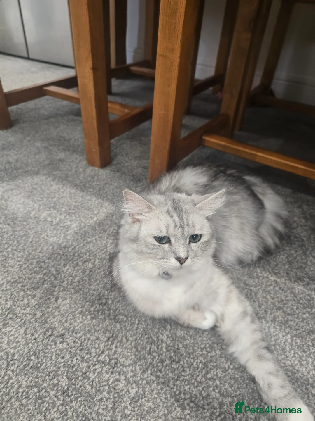 Ragdoll cats for sale: Ragdoll x persian kittens  - Advert 1